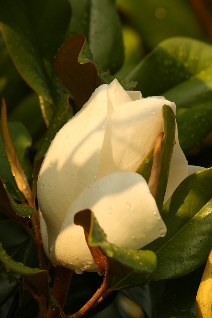 Magnolija, Gėlė, Žydėti, Gėlių, Žiedas, Žiedlapis, Egzotiškas, Flora, Natūralus, Pavasaris