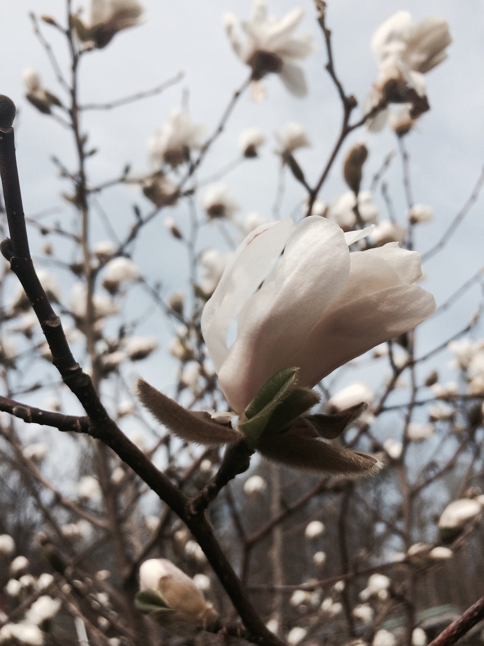 Magnolija, Balta, Pavasaris, Gėlė, Budas, Šakelė, Himmel, Švedija, Huddinge, Stockholm