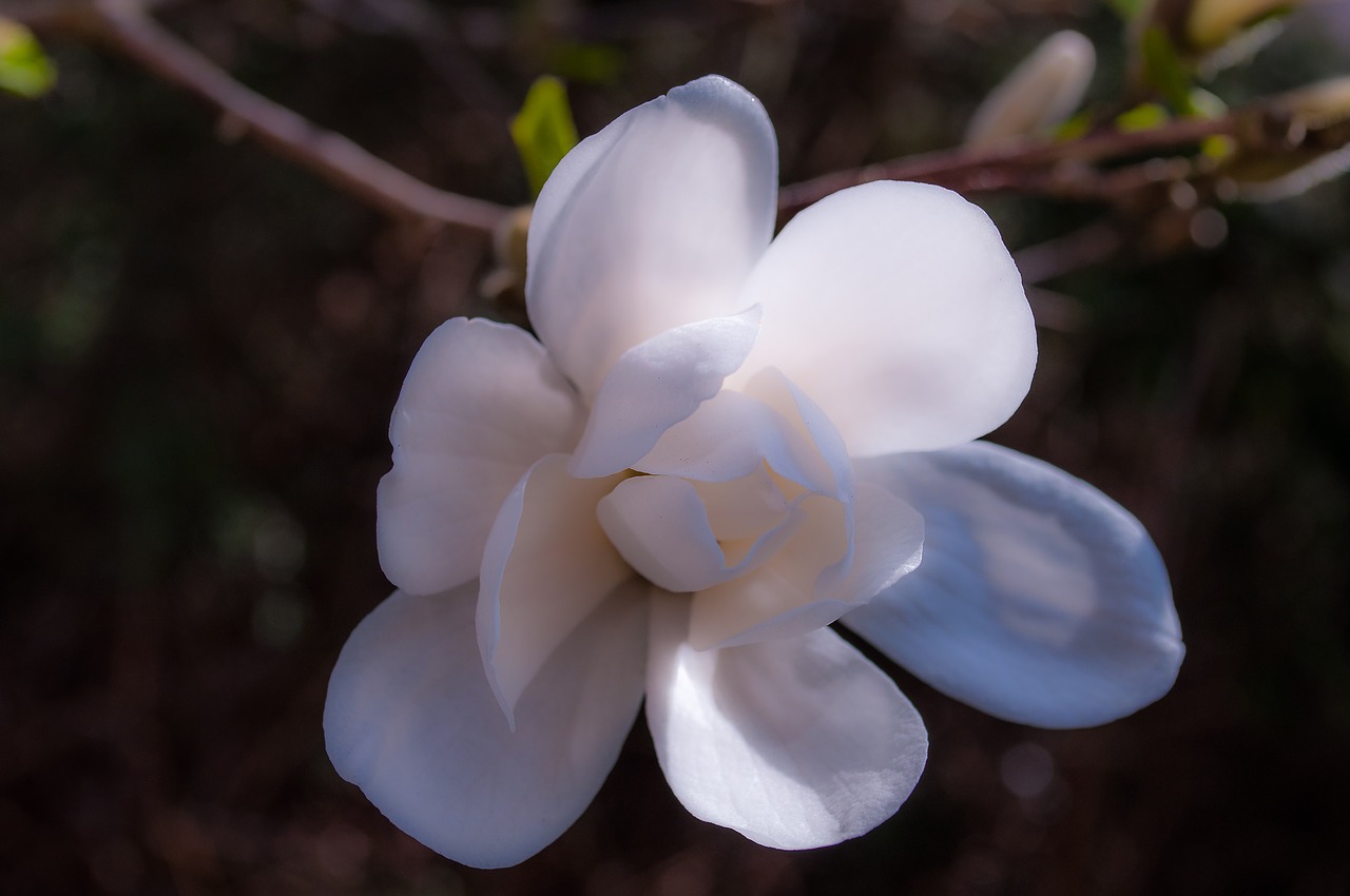 Magnolija, Žiedas, Žydėti, Pavasaris, Medis, Rožinis, Gėlė, Pilnai Žydėti, Frühlingsblüher, Spalva