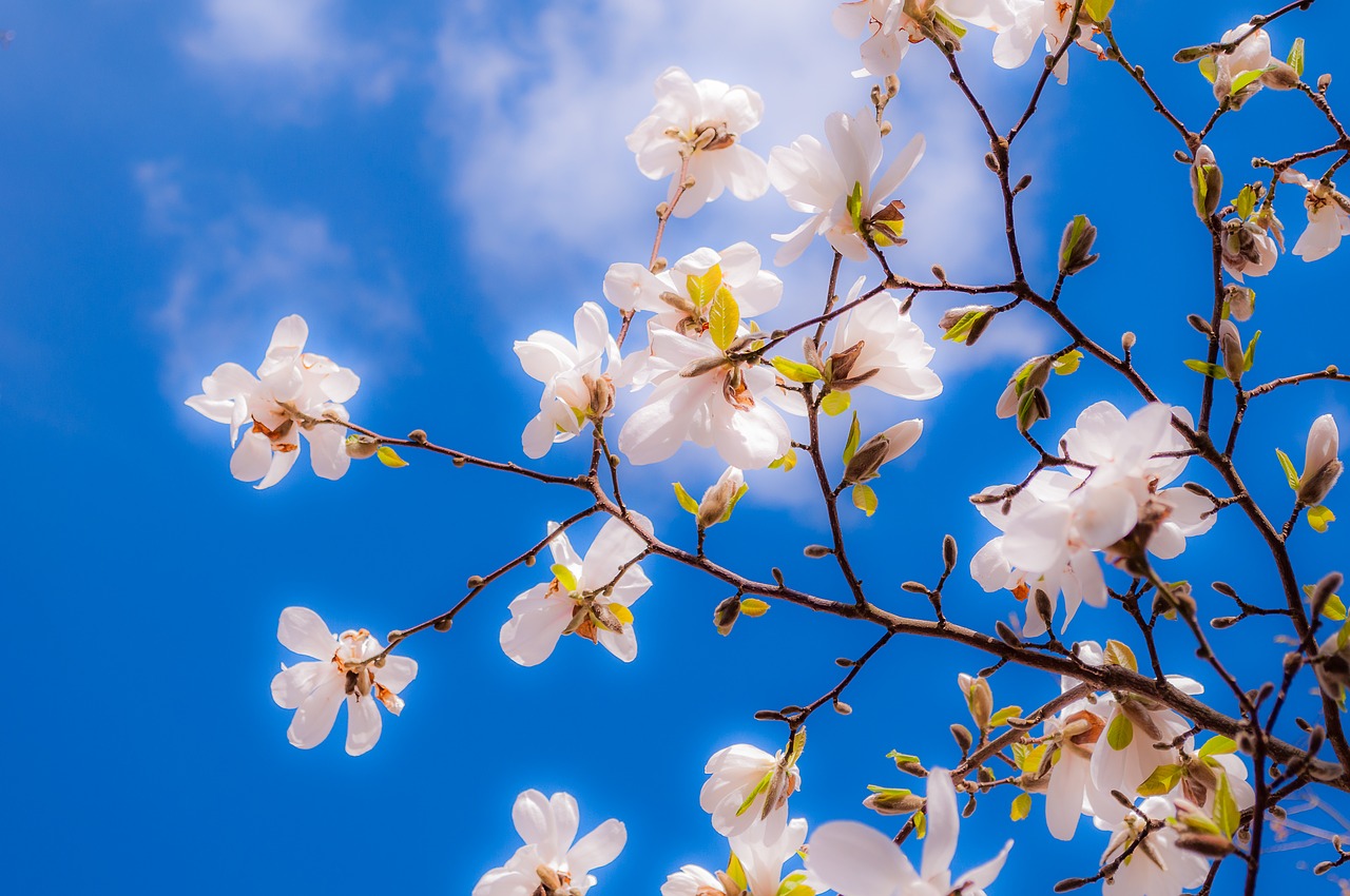 Magnolija, Gėlės, Pavasaris, Budas, Medis, Rožinis, Pilnai Žydėti, Frühlingsblüher, Spalva, Pavasario Saulė