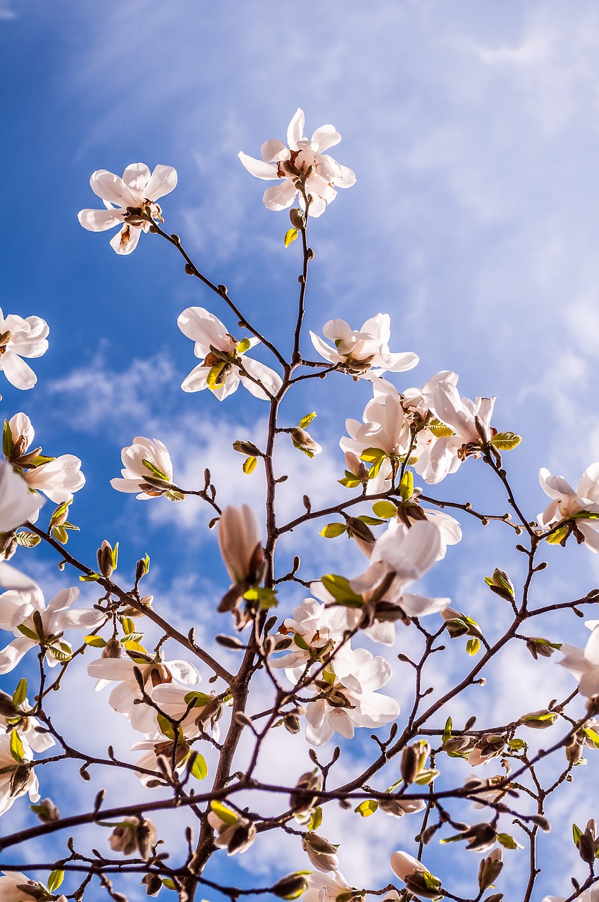 Magnolija, Gėlės, Pavasaris, Budas, Medis, Rožinis, Pilnai Žydėti, Frühlingsblüher, Spalva, Pavasario Saulė