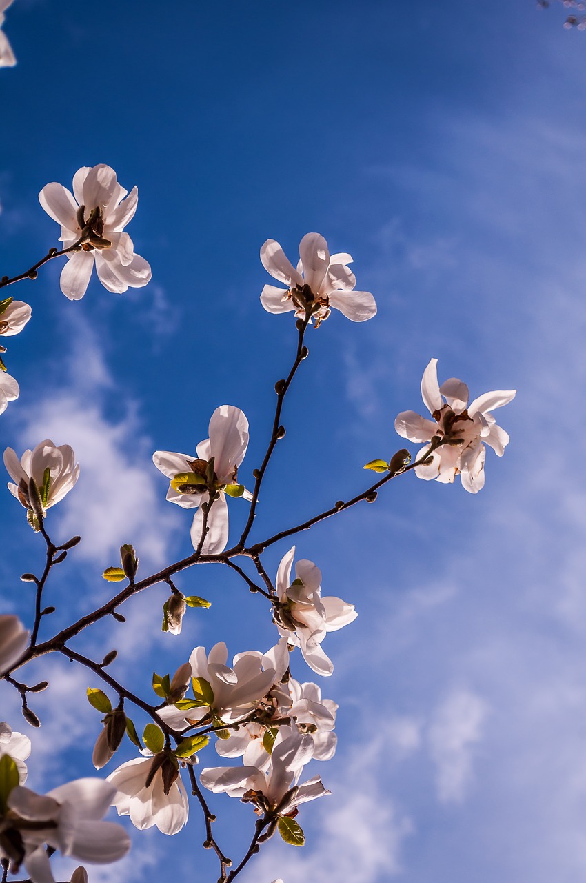 Magnolija, Gėlės, Pavasaris, Budas, Medis, Rožinis, Pilnai Žydėti, Frühlingsblüher, Spalva, Pavasario Saulė