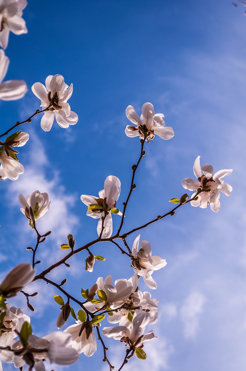 Magnolija, Gėlės, Pavasaris, Budas, Medis, Rožinis, Pilnai Žydėti, Frühlingsblüher, Spalva, Pavasario Saulė