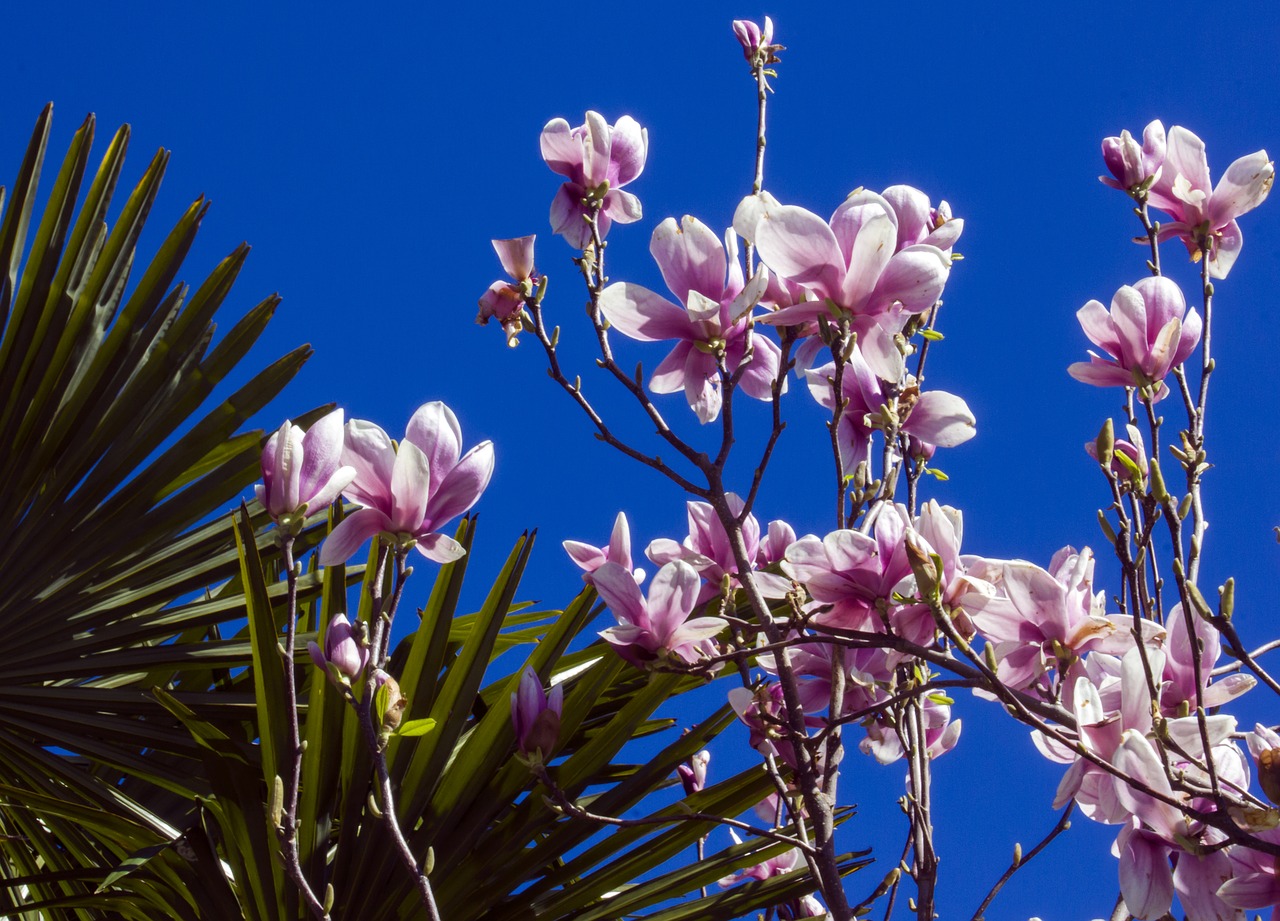 Magnolija, Pavasaris, Žydėti, Gamta, Gėlės, Mėlynas, Dangus, Spalva, Sodas, Flora