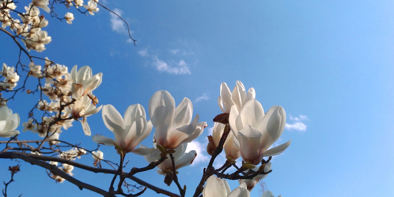 Magnolija, Baltos Gėlės, Pavasaris, Nemokamos Nuotraukos,  Nemokama Licenzija