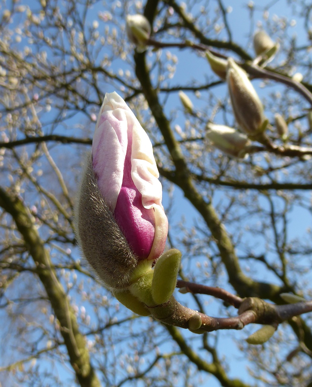 Magnolija, Pavasaris, Saulė, Gamta, Gėlė, Medis, Rožinis, Oras, Nemokamos Nuotraukos,  Nemokama Licenzija