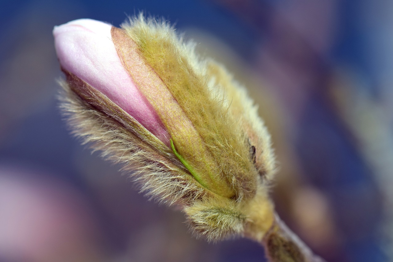 Magnolija, Žiedas, Žydėti, Pavasaris, Budas, Rožinis, Frühlingsblüher, Gamta, Pavasario Saulė, Krūmas