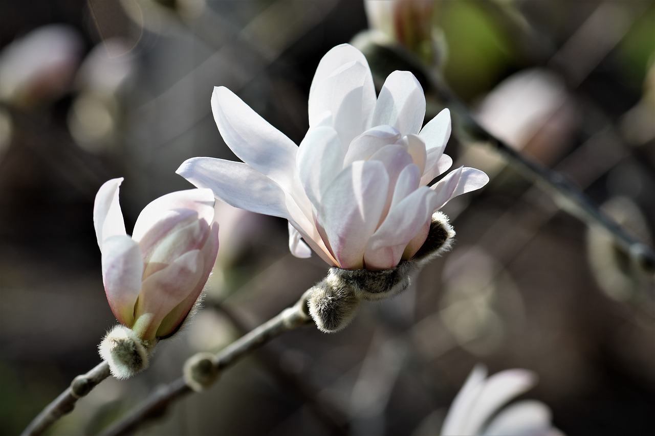 Magnolija, Augalas, Gėlė, Žiedas, Žydėti, Žydėti, Gamta, Balta, Medis, Krūmas