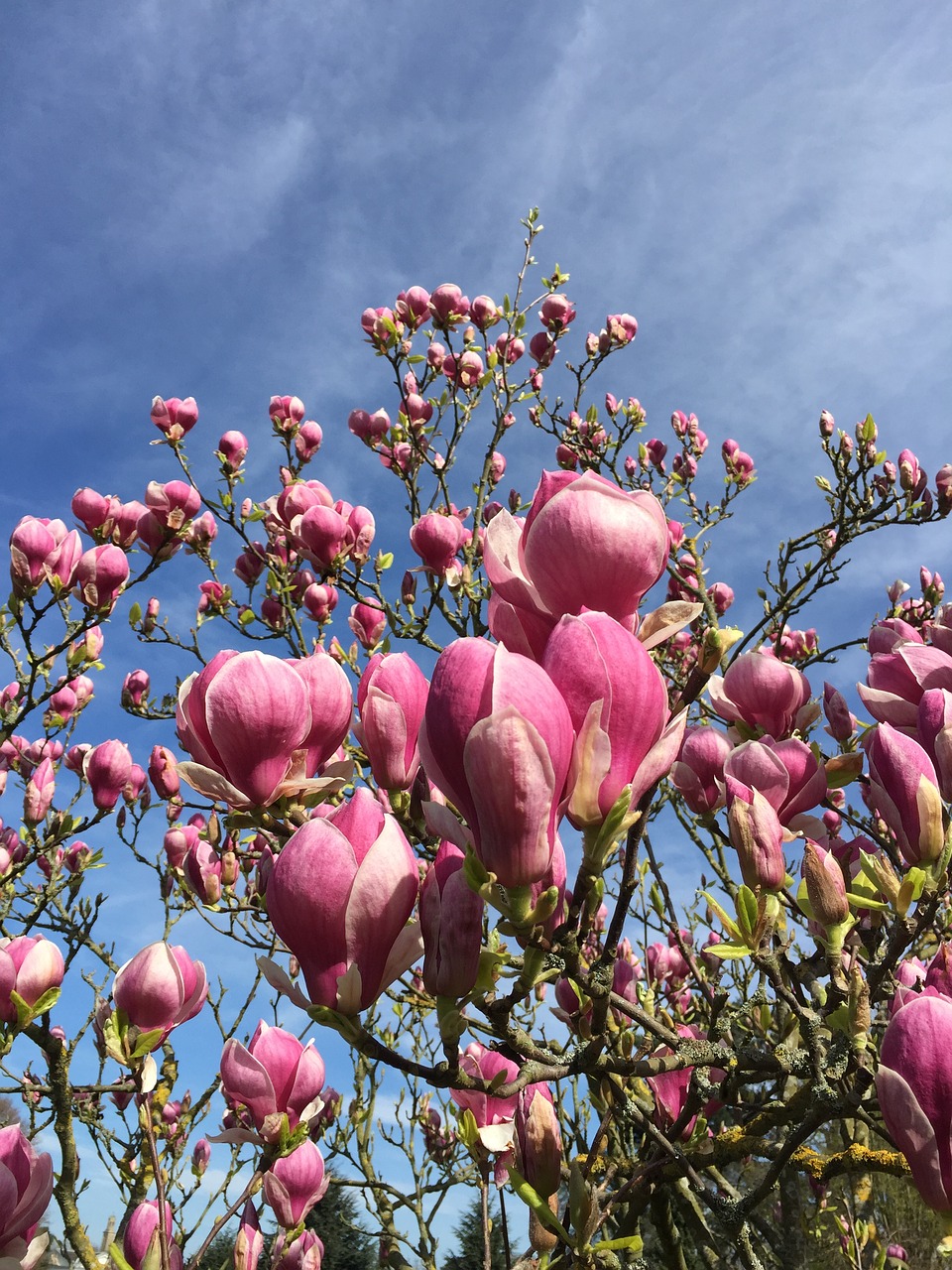 Magnolija, Magnolijos Žiedas, Žydėti, Pavasaris, Žiedas, Sodas, Gėlė, Žydi, Raudona Violetinė, Violetinė