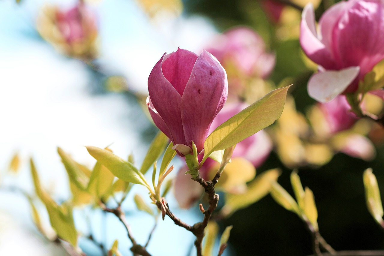 Magnolija, Magnolijos Pumpuras, Pavasaris, Magnolijos Šakos, Gėlių Pumpurai, Magnolijos Gėlė, Žydėti Pumpurai, Šakelės, Informacinis Lapelis, Medžio Suolai