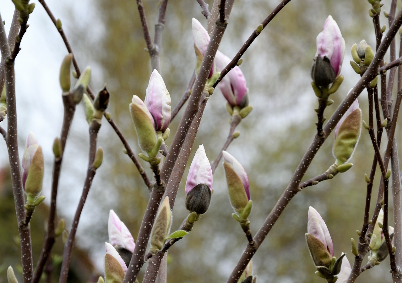 Magnolija, Žiedas, Žydėti, Pavasaris, Budas, Nemokamos Nuotraukos,  Nemokama Licenzija