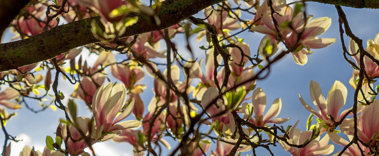 Magnolija, Medis, Žiedas, Gėlė, Pavasaris, Žydėti, Gamta, Sodas, Filialas, Pavasaris