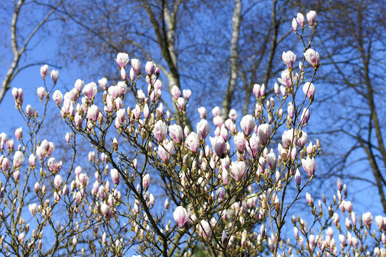 Magnolija, Tulpė Magnolija, Ankstyvas Bloomer, Pavasaris, Gamta, Augalas, Gėlės, Sodas, Pabudimas, Medis