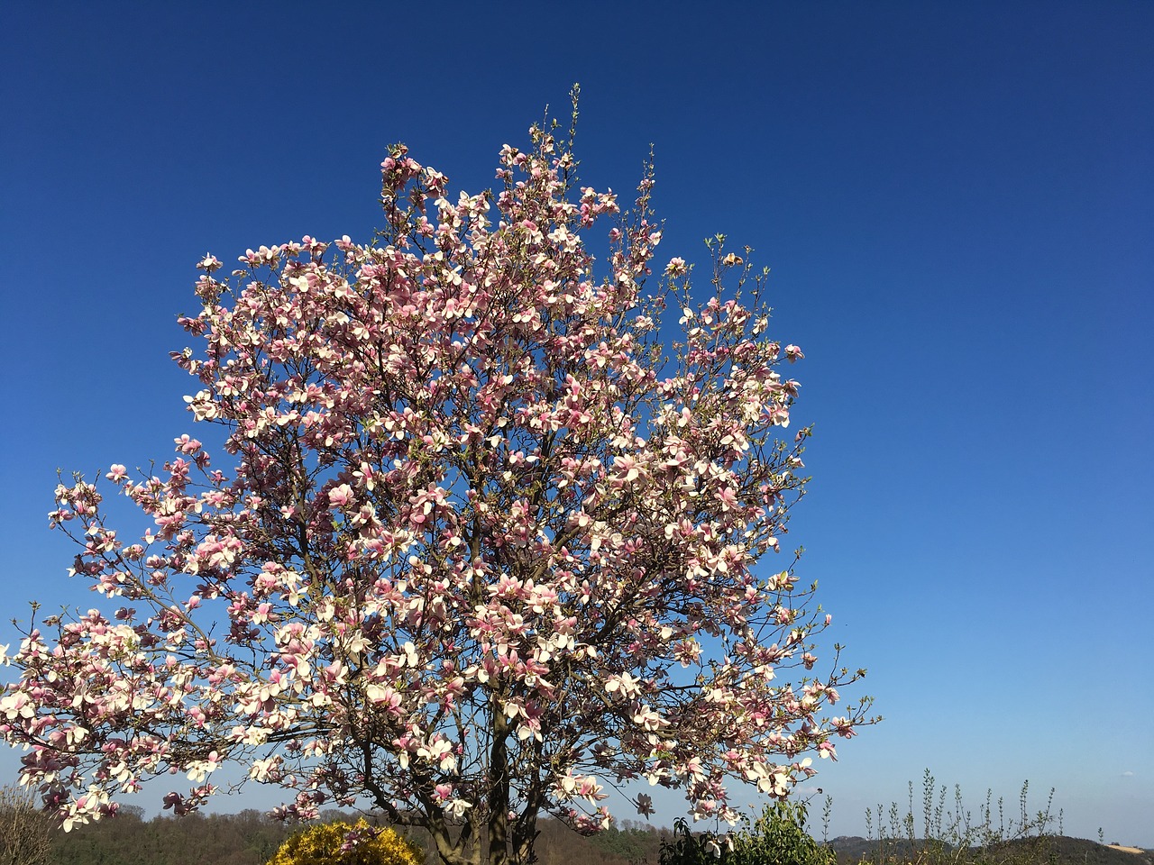 Magnolija, Medis, Pavasaris, Rožinis, Gamta, Žiedas, Žydėti, Frühlingsblüher, Klesti Medis, Nemokamos Nuotraukos