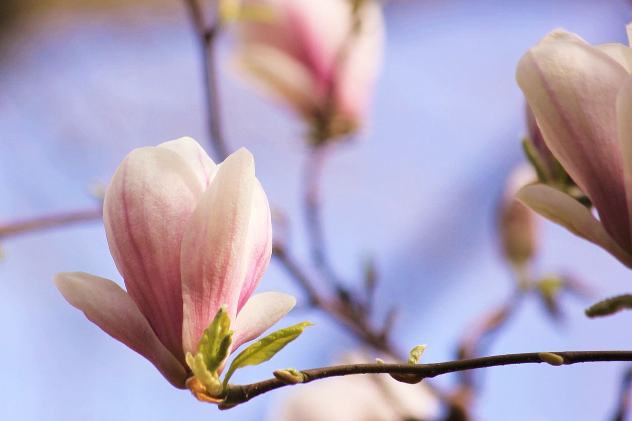 Magnolija, Žiedas, Žydėti, Pavasaris, Rožinis, Gėlių Medis, Klesti Medis, Uždaryti, Nemokamos Nuotraukos,  Nemokama Licenzija