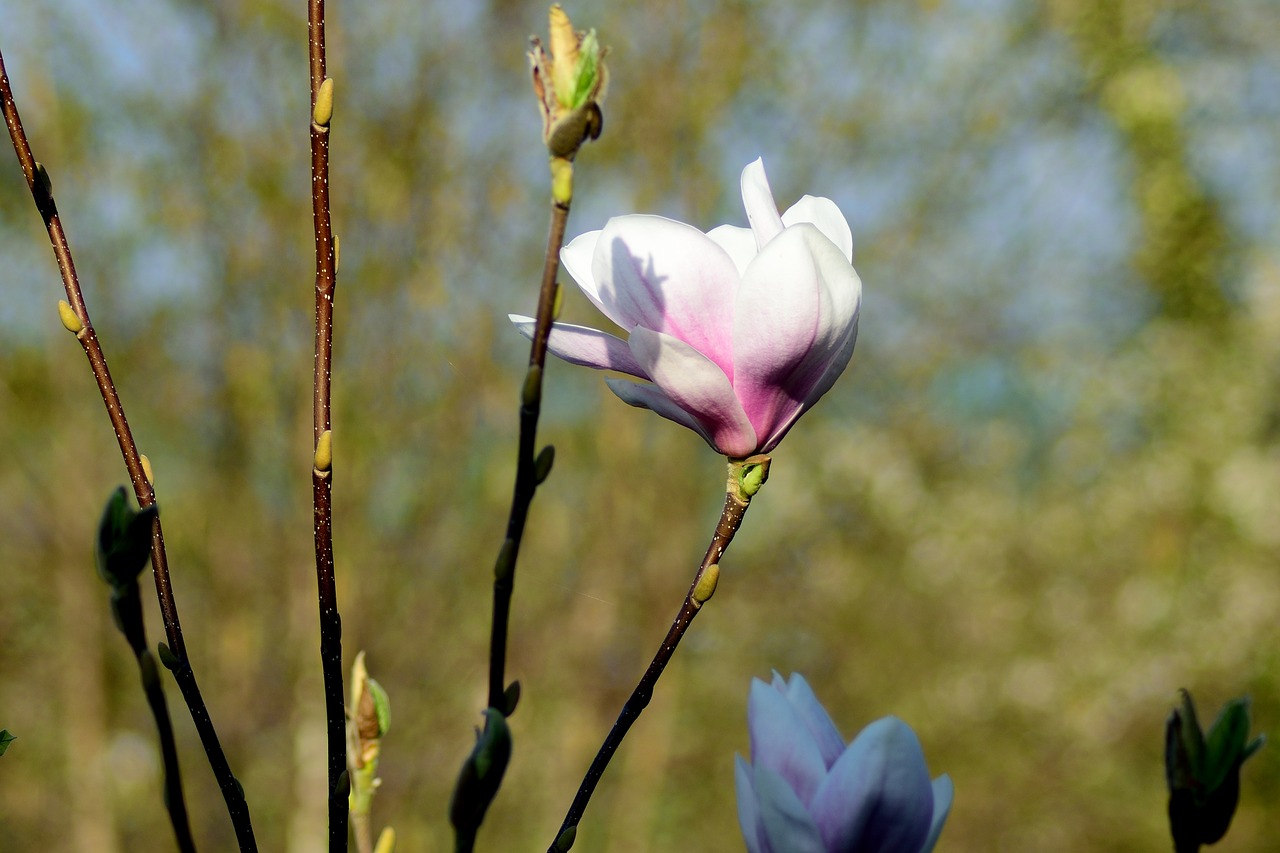 Magnolija, Uždaryti, Žiedas, Žydėti, Pavasaris, Rožinis, Nemokamos Nuotraukos,  Nemokama Licenzija