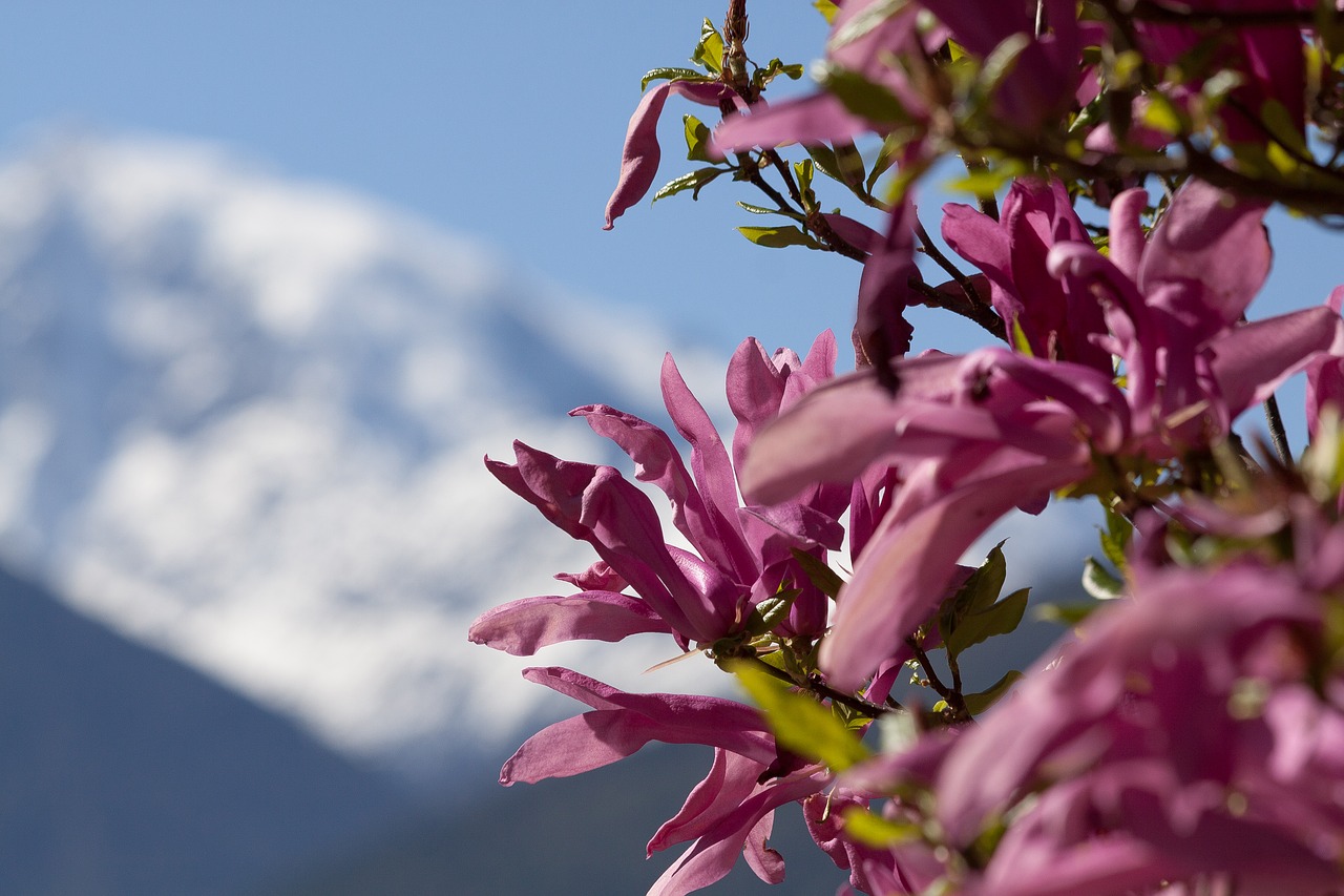 Magnolija, Žiedas, Žydėti, Kalnai, Sniegas, Pavasaris, Gėlė, Magnolija Liliiflora, Nemokamos Nuotraukos,  Nemokama Licenzija