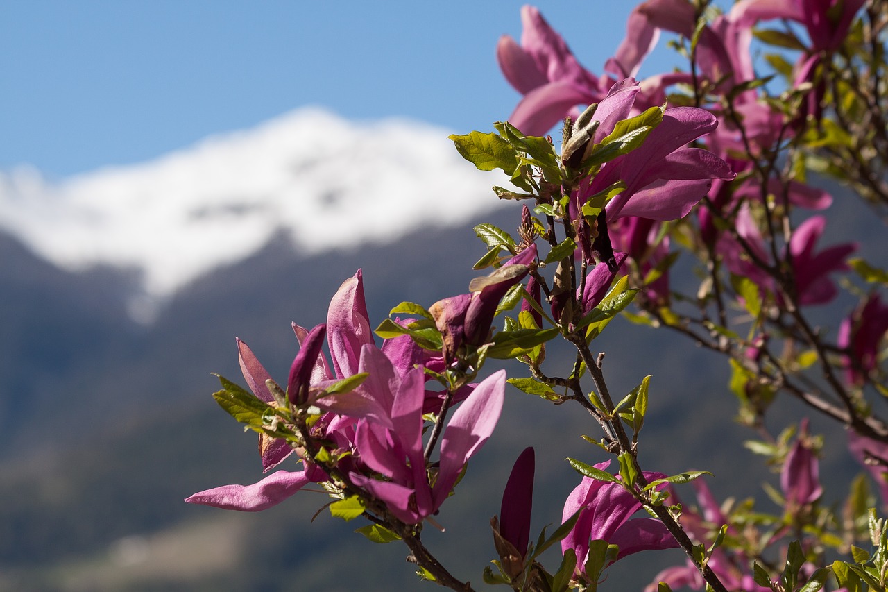 Magnolija, Žiedas, Žydėti, Kalnai, Sniegas, Pavasaris, Gėlė, Magnolija Liliiflora, Nemokamos Nuotraukos,  Nemokama Licenzija