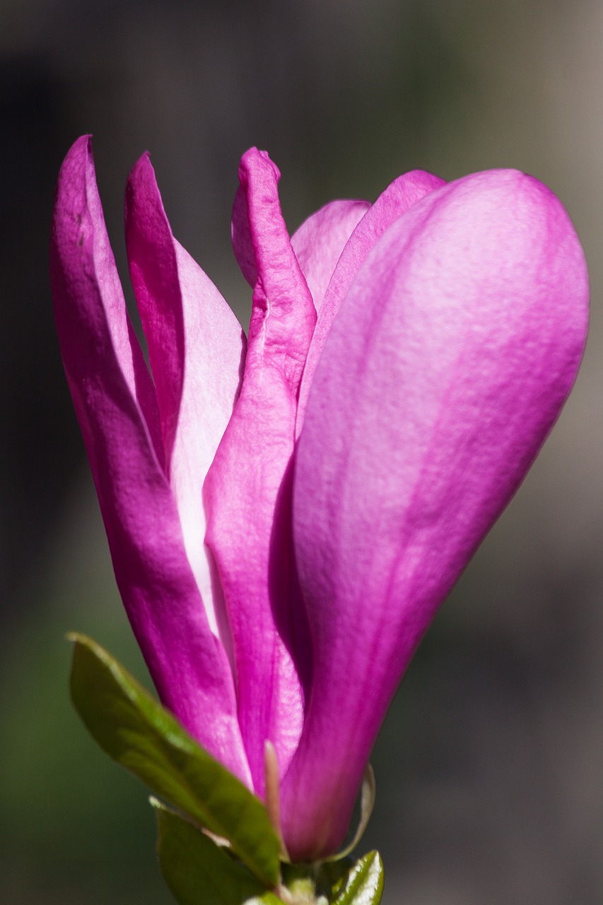 Magnolija, Žiedas, Žydėti, Pavasaris, Gėlė, Magnolija Liliiflora, Makro, Nemokamos Nuotraukos,  Nemokama Licenzija