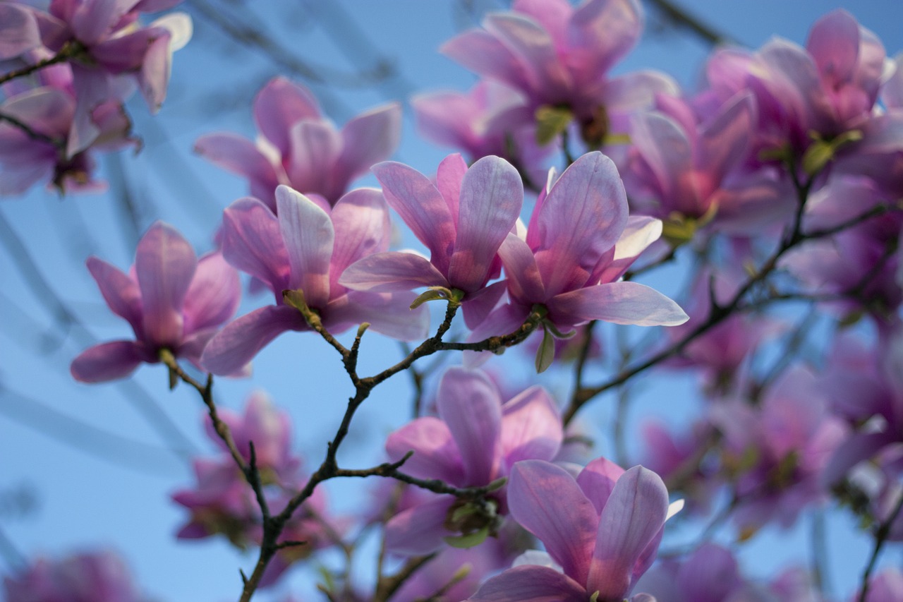 Magnolija, Dangus, Pavasaris, Medis, Žiedas, Gėlė, Žydėti, Gamta, Lauke, Saulės Šviesa