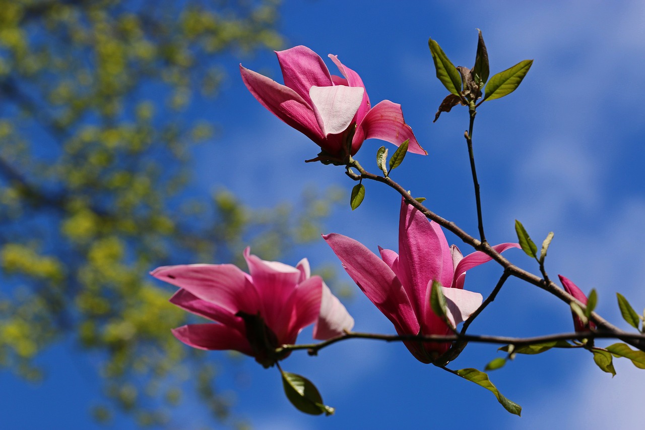 Magnolija, Gėlė, Magnolijos, Rožinis, Žydi, Gamta, Magnolijos Gėlė, Klesti, Šakelės, Magnolijos Šakos