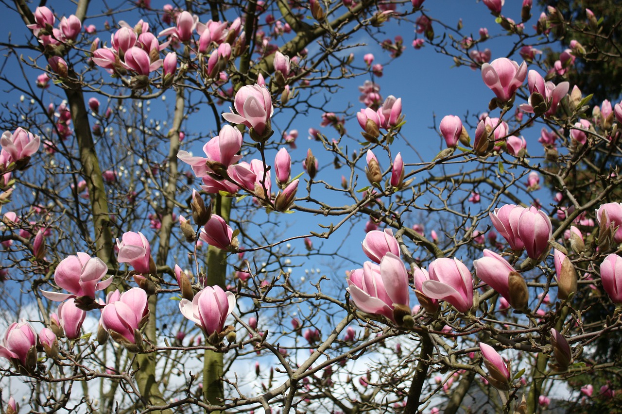 Magnolija, Gėlės, Augalas, Sodas, Medis, Pavasaris, Gamta, Rožinis, Dangus, Mėlynas