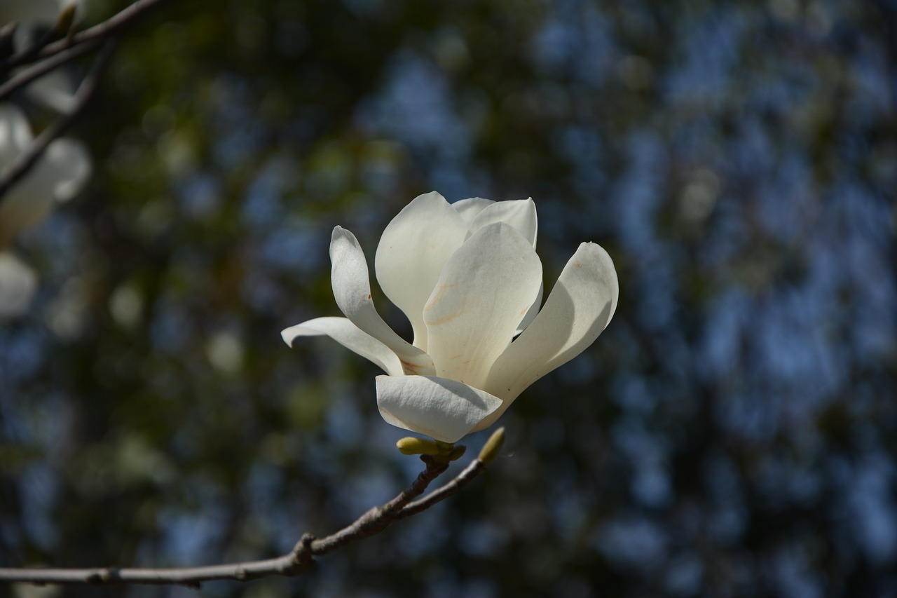 Magnolija, Magnolijos Gėlė, Baltos Gėlės, Gėlė, Nemokamos Nuotraukos,  Nemokama Licenzija