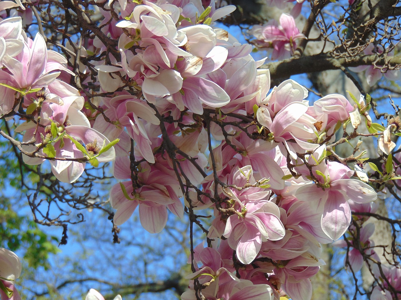 Magnolija, Pavasaris, Gėlė, Tulpių Medis, Magnolijos Gėlė, Nemokamos Nuotraukos,  Nemokama Licenzija