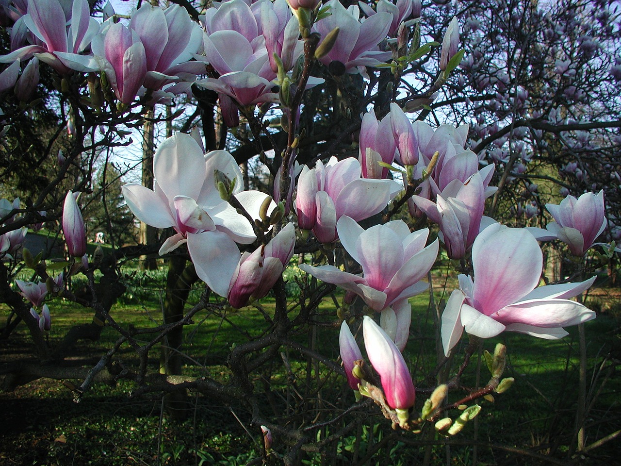 Magnolija, Pavasaris, Žiedas, Žydėti, Rožinis, Dekoratyvinis Augalas, Nemokamos Nuotraukos,  Nemokama Licenzija