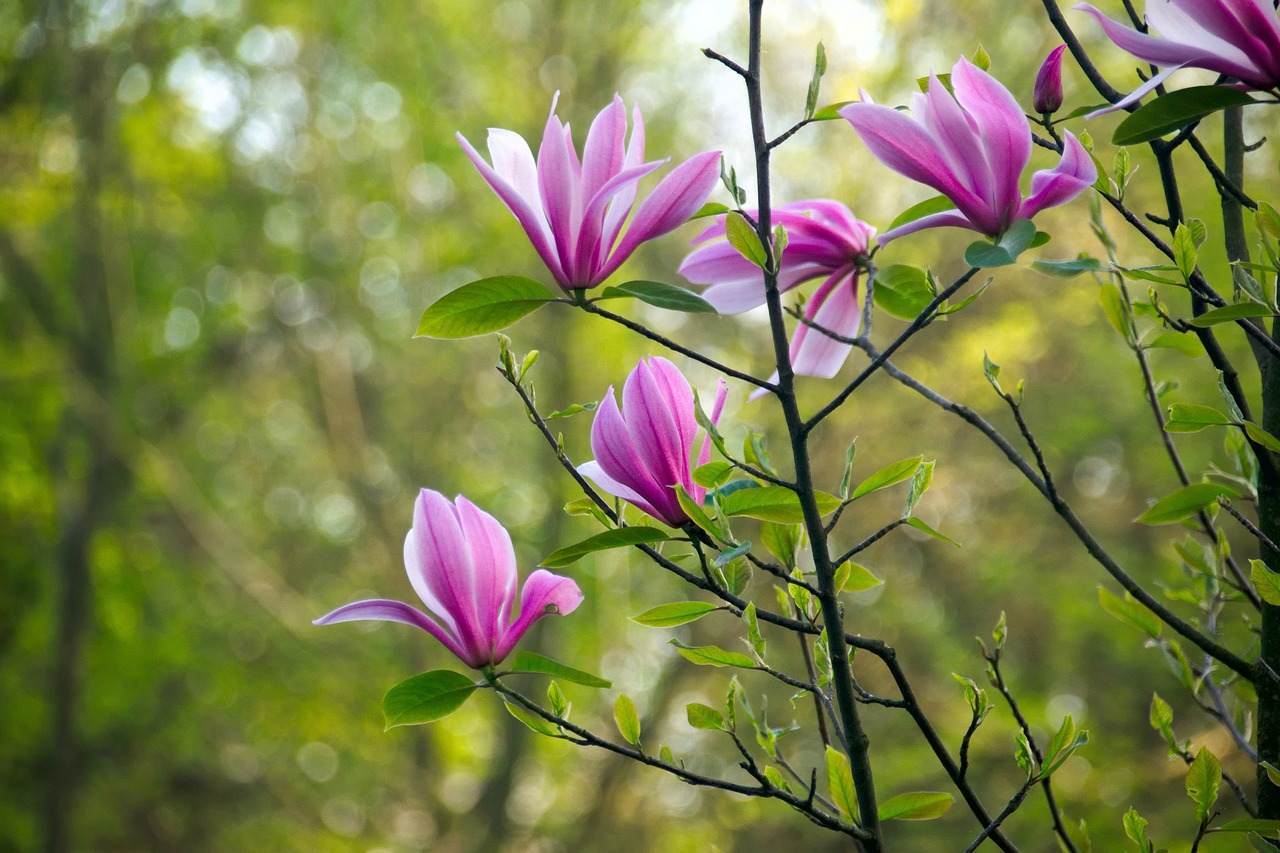 Magnolija, Gėlė, Magnolijos, Gamta, Pavasaris, Magnolijos Gėlė, Šakelės, Magnolijos Šakos, Rožinis, Rožinė Gėlė