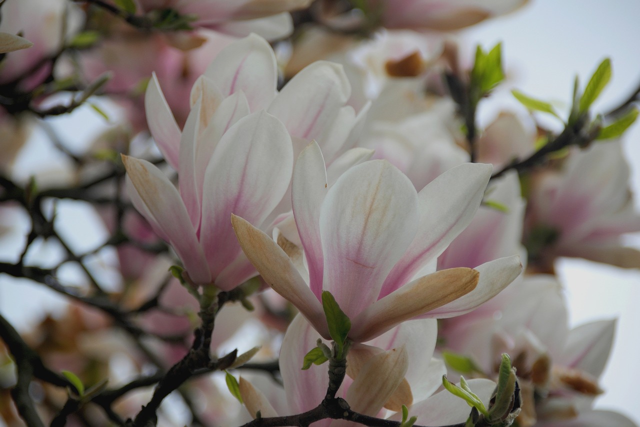 Magnolija, Gėlė, Magnolijos, Pavasaris, Gamta, Magnolijos Gėlė, Rožinis, Šakelės, Magnolijos Šakos, Rožinė Gėlė