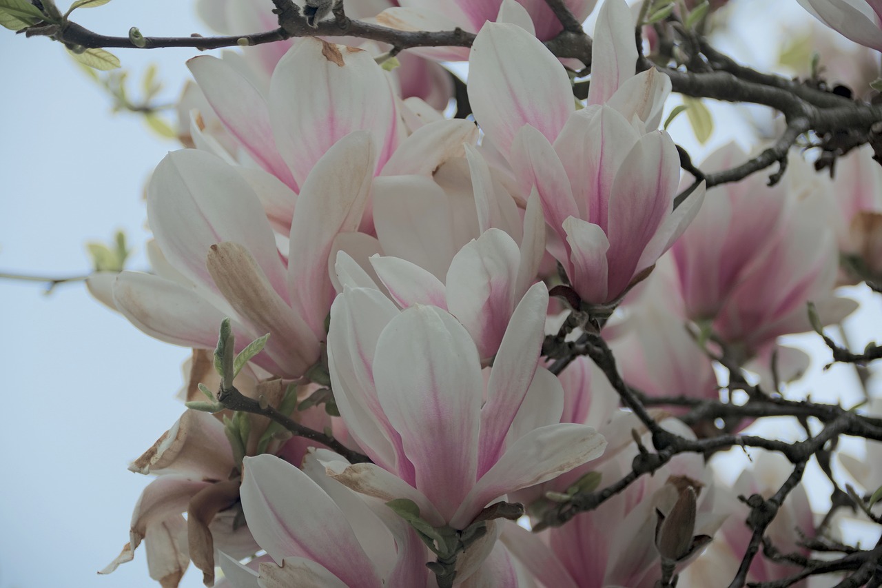 Magnolija, Gėlė, Magnolijos, Pavasaris, Gamta, Magnolijos Gėlė, Rožinis, Šakelės, Magnolijos Šakos, Rožinė Gėlė