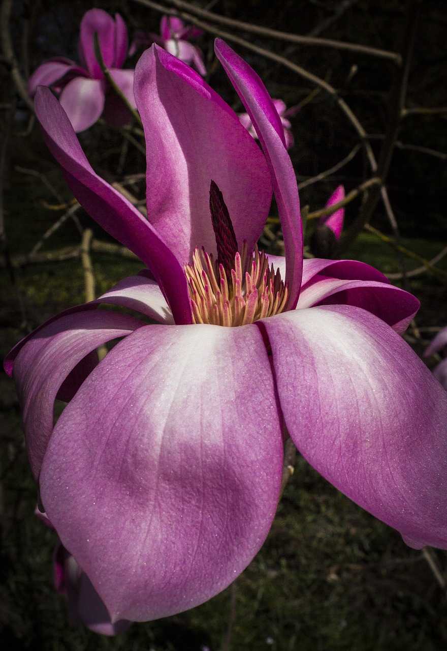 Magnolija, Rožinė Gėlė, Rožinis, Pavasaris, Gėlės, Budas, Gamta, Magnolijos Žiedas, Makro, Gražus