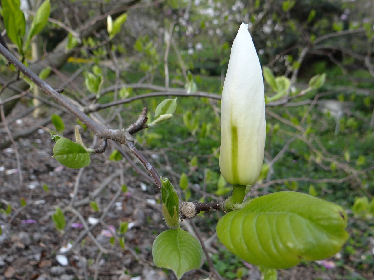 Magnolija, Budas, Botanikos Sodas, Augalas, Magnolijos Šakos, Gėlių Pumpurai, Violetinė, Magnolijos Pumpuras, Pavasaris, Balta