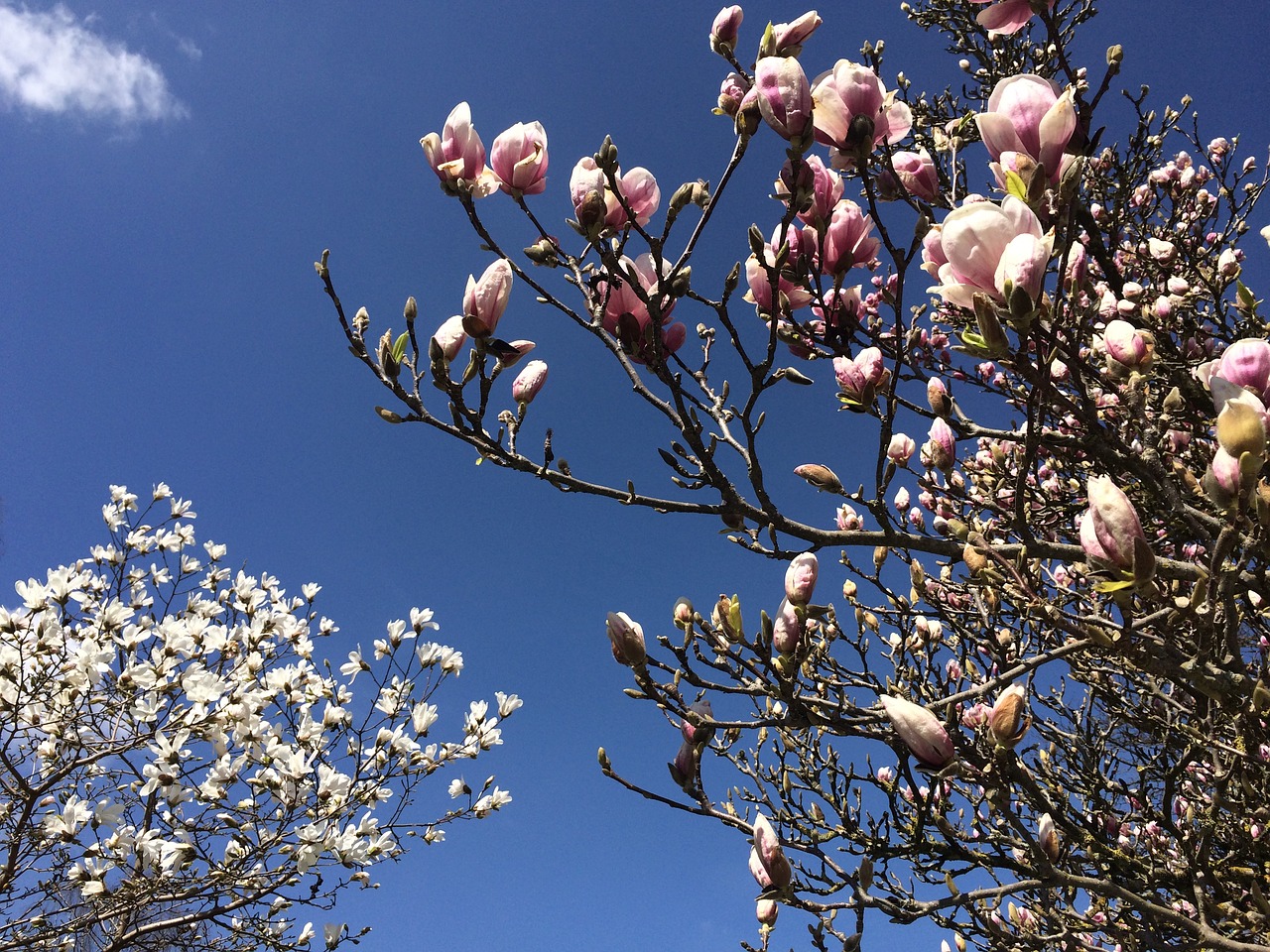 Magnolija, Pavasaris, Gėlių Medis, Magnolijos Žiedas, Gražus, Parkas, Augalas, Gėlės, Gamta, Žiedas