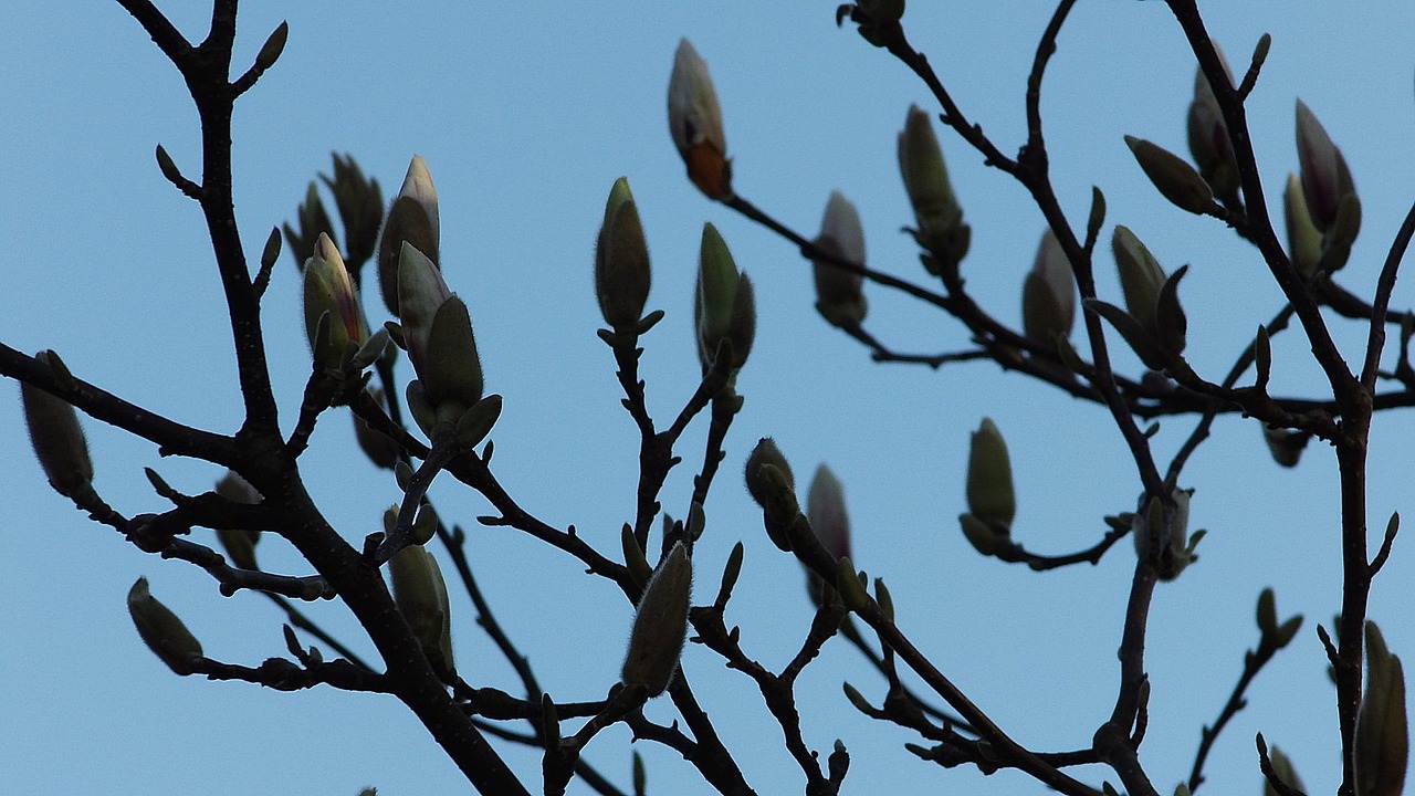 Magnolija, Pavasaris, Žiedas, Žydėti, Sodas, Medis, Gamta, Gėlės, Pabudimas, Tulpė Magnolija