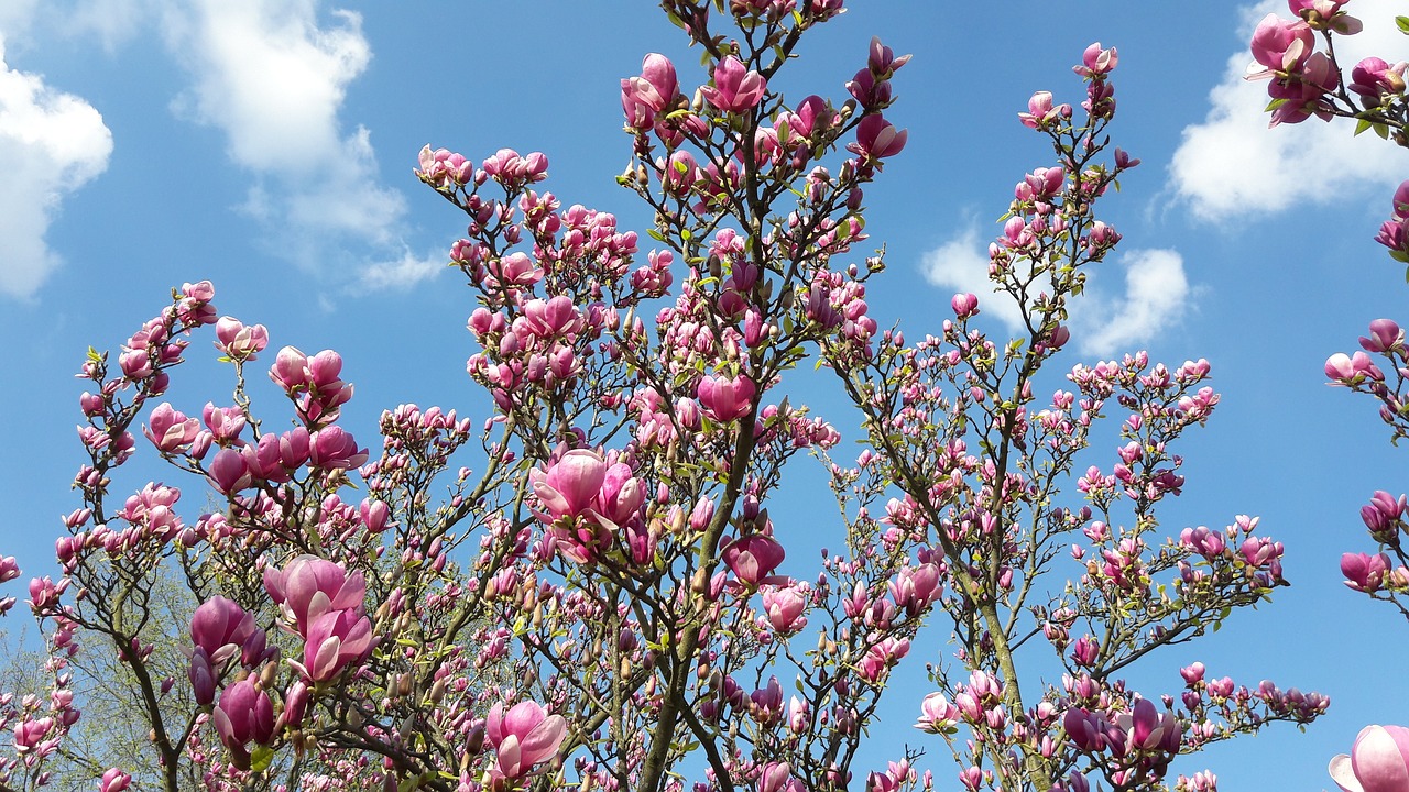 Magnolija, Gėlės, Rožinis, Budas, Pavasaris, Dangus, Medis, Gamta, Nemokamos Nuotraukos,  Nemokama Licenzija