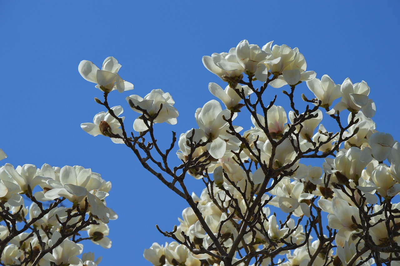 Magnolija, Gėlės, Balta, Grynas, Medis, Pavasaris, Dangus, Filialai, Nemokamos Nuotraukos,  Nemokama Licenzija