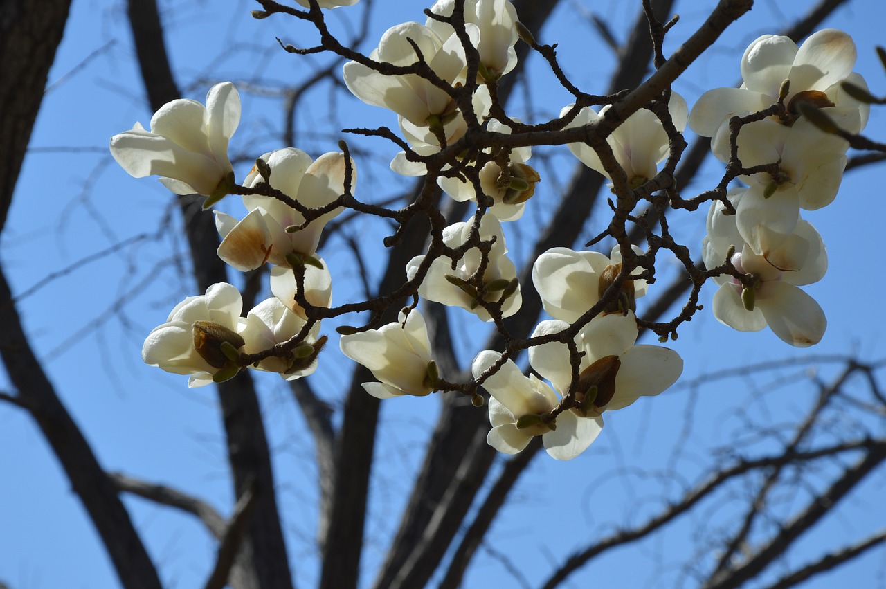 Magnolija, Gėlės, Balta, Medis, Pavasaris, Dangus, Filialai, Nemokamos Nuotraukos,  Nemokama Licenzija