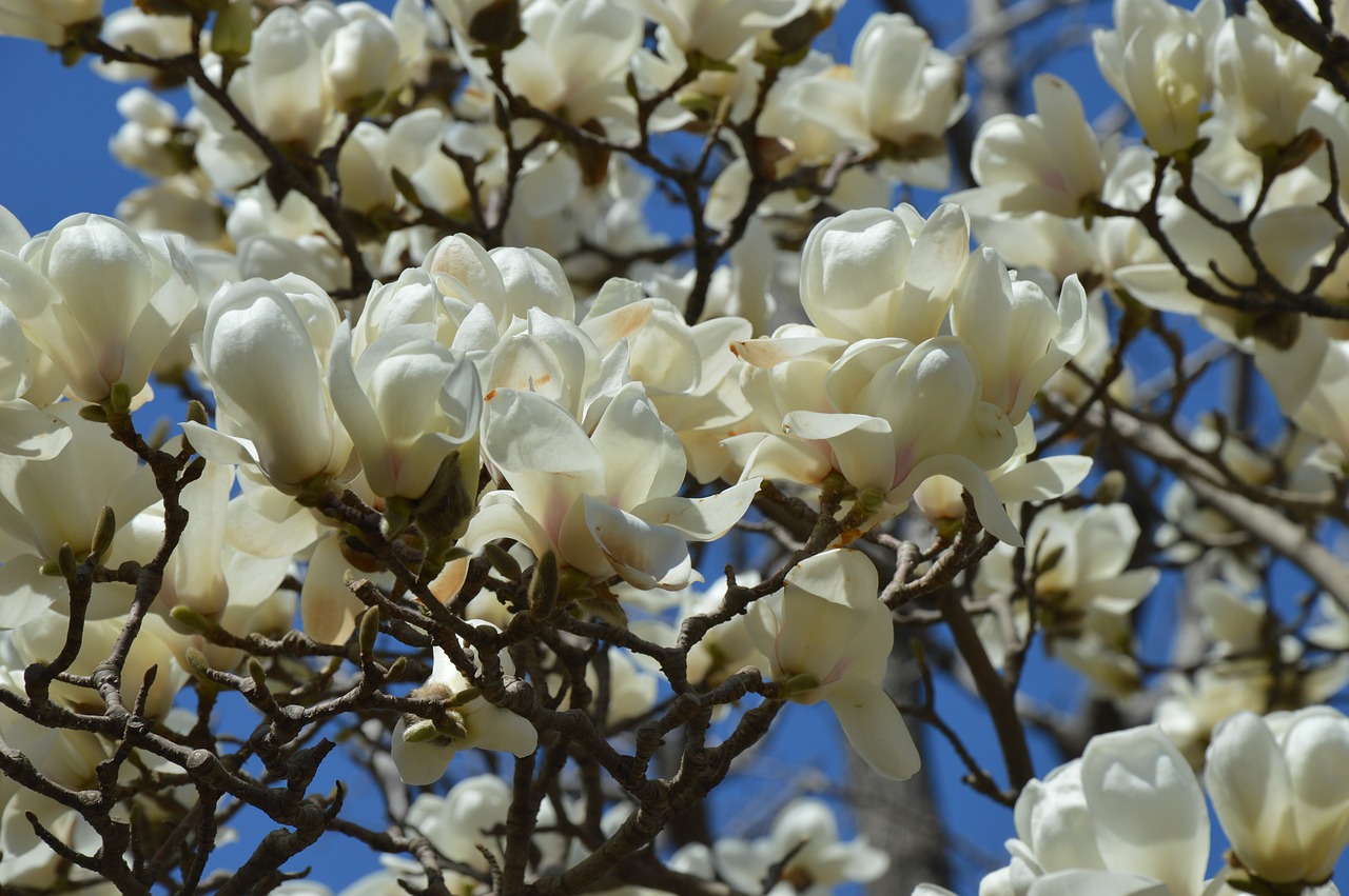 Magnolija, Gėlės, Balta, Medis, Pavasaris, Filialai, Nemokamos Nuotraukos,  Nemokama Licenzija