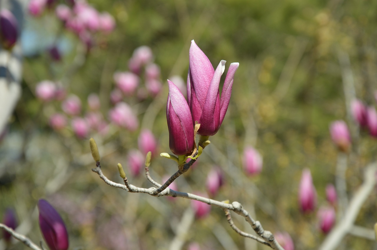 Magnolija, Gėlės, Violetinė, Medis, Pavasaris, Žydi, Filialai, Nemokamos Nuotraukos,  Nemokama Licenzija