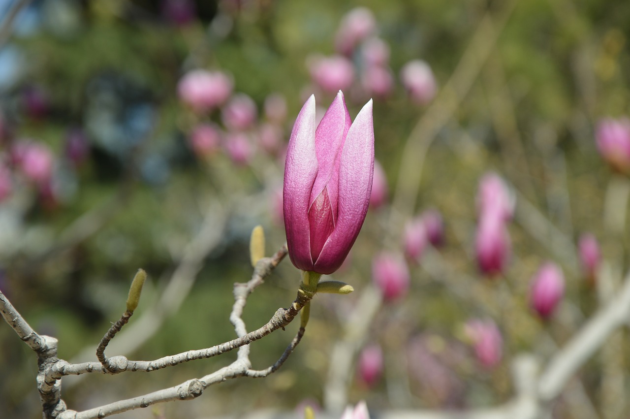 Magnolija, Gėlės, Violetinė, Medis, Pavasaris, Žydi, Filialai, Nemokamos Nuotraukos,  Nemokama Licenzija