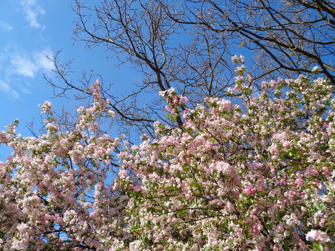 Magnolija, Pavasaris, Oras, Nemokamos Nuotraukos,  Nemokama Licenzija