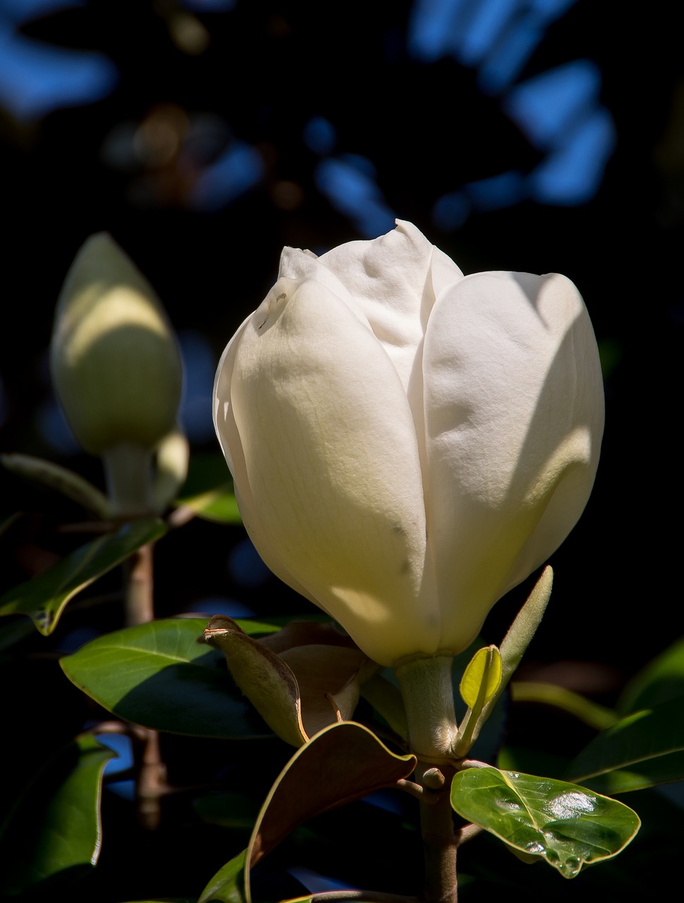 Magnolija, Gėlė, Žydėti, Grietinėlė, Balta, Vienas, Sodas, Minkštas, Kvapas, Nemokamos Nuotraukos