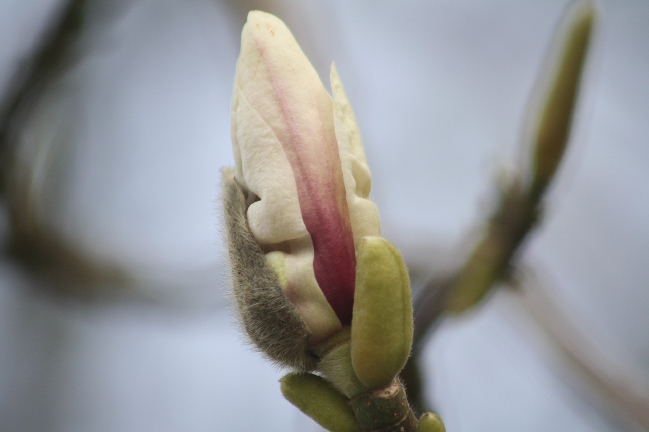 Magnolija, Žiedas, Žydėti, Medis, Rožinis, Gėlės, Pavasaris, Sodas, Nemokamos Nuotraukos,  Nemokama Licenzija