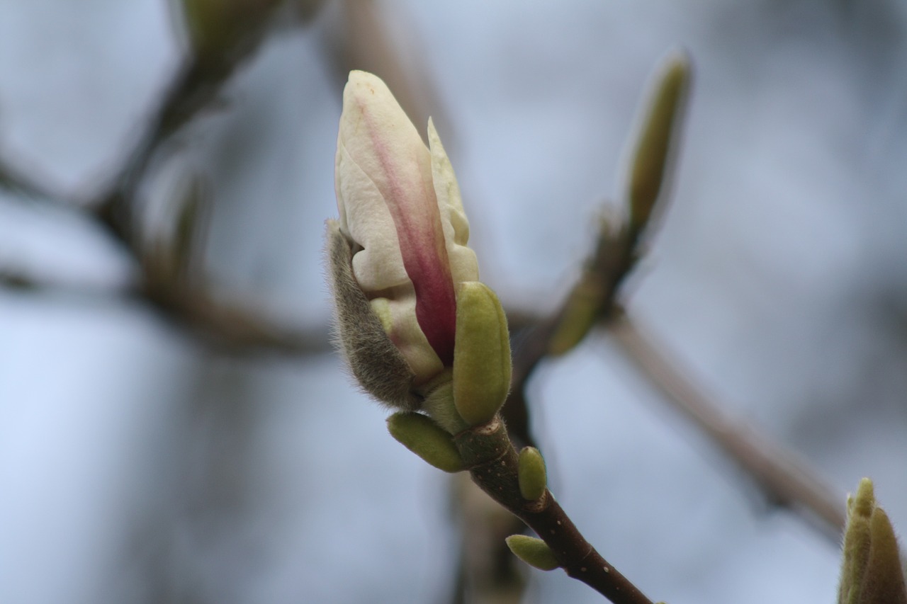 Magnolija, Žiedas, Žydėti, Medis, Rožinis, Gėlės, Pavasaris, Sodas, Nemokamos Nuotraukos,  Nemokama Licenzija