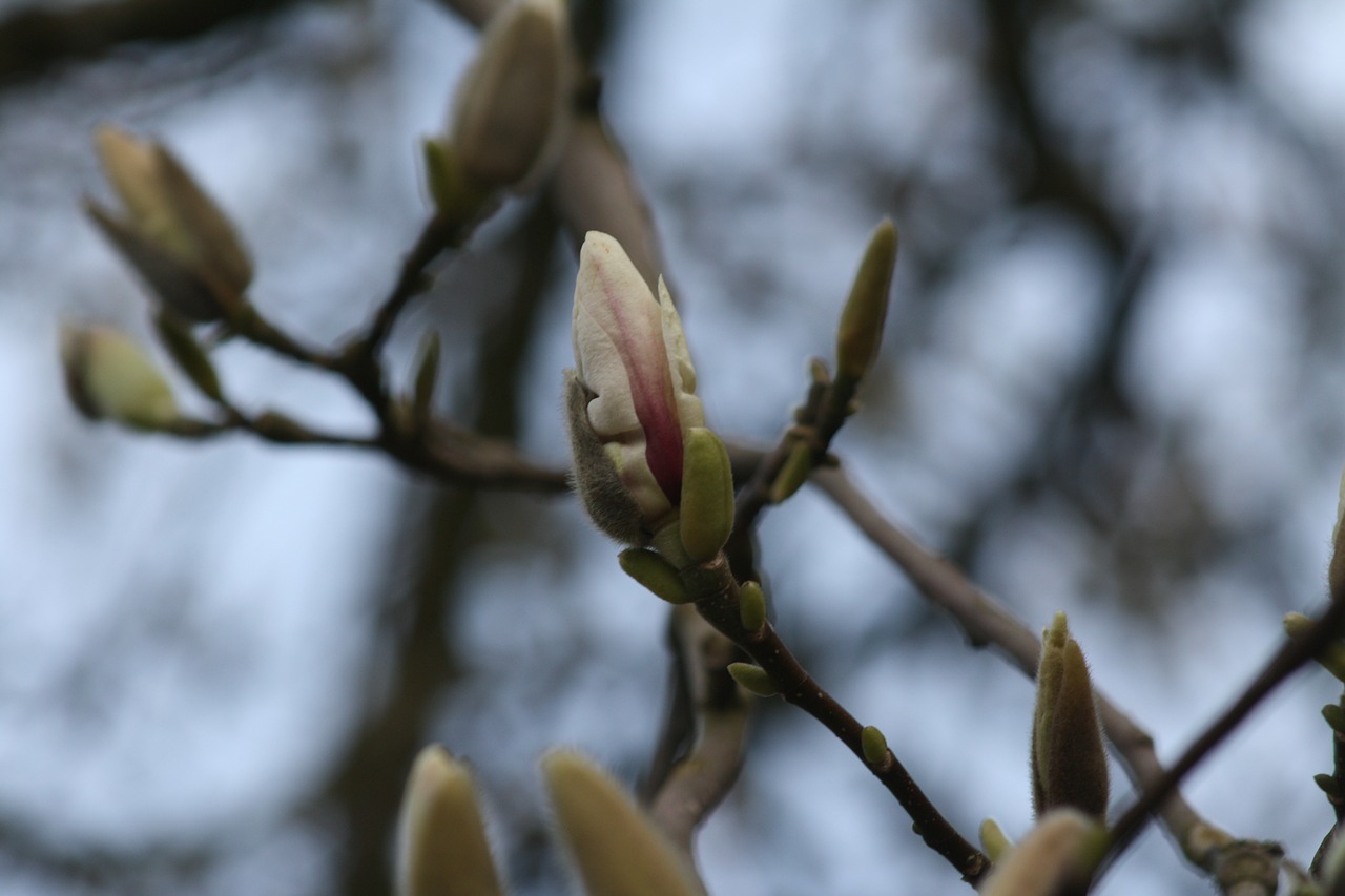 Magnolija, Žiedas, Žydėti, Medis, Rožinis, Gėlės, Pavasaris, Sodas, Nemokamos Nuotraukos,  Nemokama Licenzija