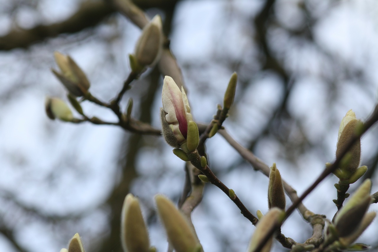 Magnolija, Žiedas, Žydėti, Medis, Rožinis, Gėlės, Pavasaris, Sodas, Nemokamos Nuotraukos,  Nemokama Licenzija