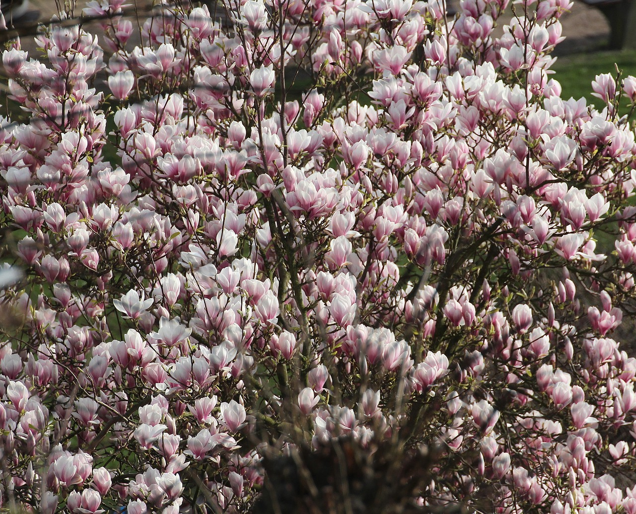 Magnolija, Tulpių Medis, Pavasaris, Gamta, Gražus, Žiedas, Žydėti, Medis, Rožinis, Frühlingsblüher