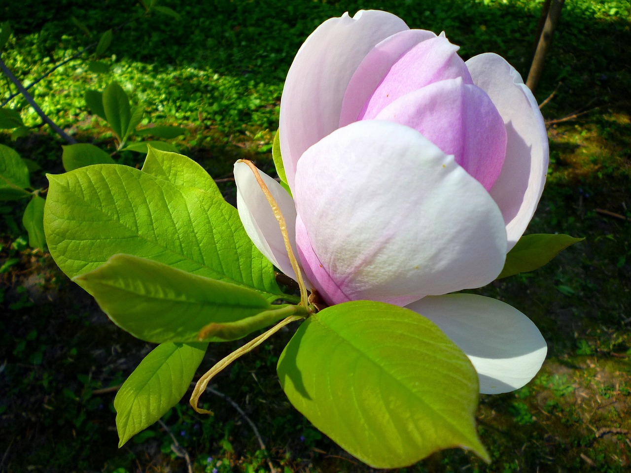 Magnolija, Gėlė, Žalias Lapas, Jardin Des Plantes, Pavasaris, Kovas, Violetinė, Nemokamos Nuotraukos,  Nemokama Licenzija